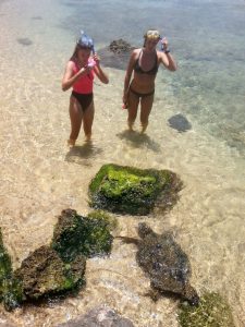 Turtle at Ali"i Beach